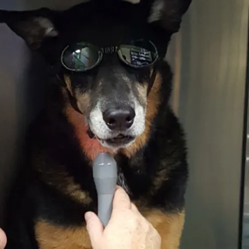 IMAGE - [GALLERY] I-20 Animal Hospital 1268 - A black/brown dog wearing sunglasses